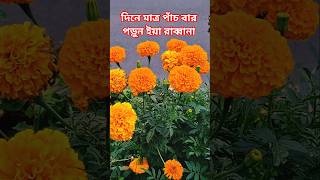 ফুল বাগান পেরিশ #duakobulerdua #মনের_আশা_পুরনের_আমল #ytshorts #shortsvideo #trending #foryou #reels