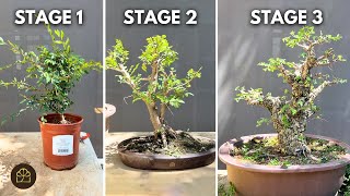 The Stages of Growing an Elm Sapling into an Established Bonsai