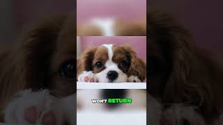 7 Heartbreaking Facts About Dogs You Didn't Know!