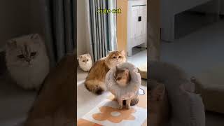 cute small 🐈 vs Big 🐈#trending #funny #sorts #sortsvideo