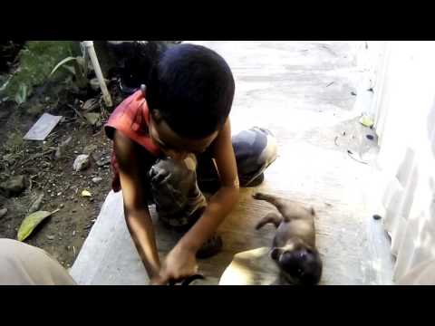 Jonfy tickles the puppies