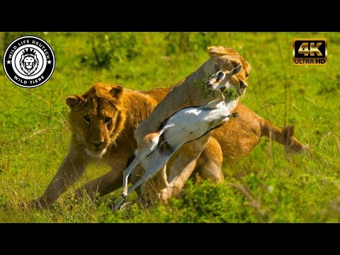 Between Life and Death: The Journey of a Predator #wildlife | Wild Life Deutsch