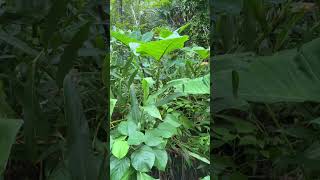 Pag nasa bukid mayaman tayo sa tubig #bukidlife #farmer #farming #naturelovers #naturesounds