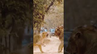 Male VS Female #lion #wildlife #africa #intothewild