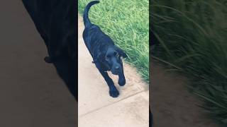 Will you be my friend? #shortvideo #shorts #puppy #blacklab #labrador #puppyshorts #viralshorts
