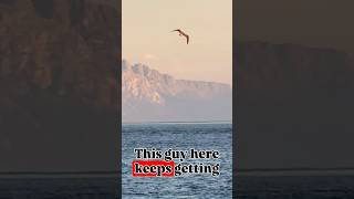 Seagulls at Sunset at The Strait of Gibraltar