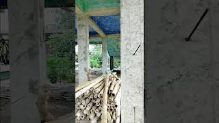 load bearing vs framed structure🏬 #construction #beam #reinforcement #bulding #column #civilwork