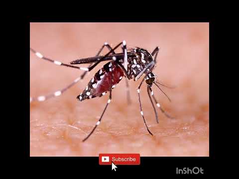 remedy for dengue fever || 🥵#shorts