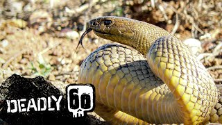 The Most Venomous Snake On Earth | Deadly 60 | BBC Earth Kids