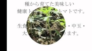完熟無農薬の健康トマト・リコピン効果と効能 高い抗酸化力・血糖値を下げる  京都大学 生協 ｜西洋野菜とかち農園 北海道十勝 Tomato Mail order