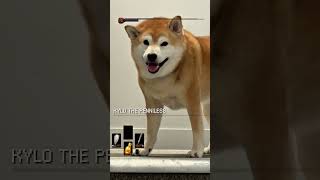 Shiba Judgement is Final Boss