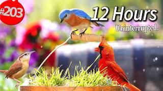 Best of Relaxing TV for Cats 😻12 Hours of Uninterrupted Birds 🐦 Cat TV