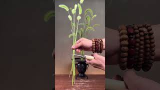 千丛劲节诚知野，一穗初心独守清。狗尾草中式插花教程 #狗尾草 #东方插花 #苏韵插花 #中式插花 #插花教程 #禅意茶席插花 #生活美学 #传统插花 #插花艺术