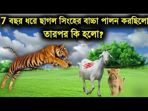 ৭ বছর পর্যন্ত ছাগল একটি সিংহের বাচ্চাকে পালন করছিলো, তারপর সেই সিংহ দেখুন কি করল ?