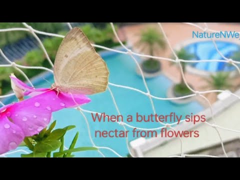 When a butterfly sips nectar from flowers in my balcony garden@NatureNWe_7   #butterflies #nature