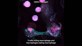 T cell killing macrophage and macrophages eating macrophage