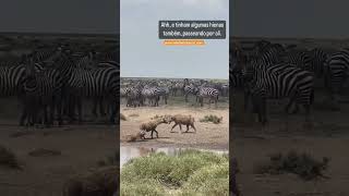 Scenes in the Ngorongoro Crater Tanzania. #safari #travel #tanzania #ngorongoro