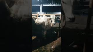 Sapi Sapi Super
