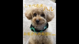 しゃべる犬　関西弁　ハル　129.    お客さんの布団に…     (おしゃべりペット)