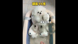 小狗一听到要洗澡就秒变脸 #狗狗洗澡 #沉浸式洗澡 #海博尼沐浴露 #给狗狗洗澡 #狗狗沐浴露