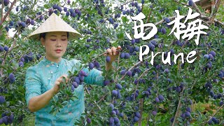 Prunes—The Most Romantic and Refreshing Purple Fruit of Autumn【滇西小哥】