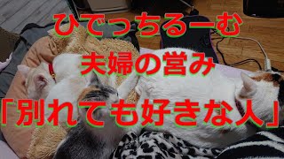 【別れても好きな人】カラオケでデュエットしてみました