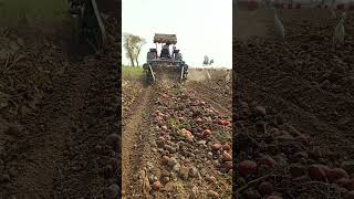 potato harvestin #shorts  #agriculture #modernfarmer #youtbeshorts #noamanreaction #cropmanagement