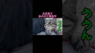 Cherry blossom viewing🌸 The voice of the rescued cat Pino saying "Nooo" is too cute #cat #cherry ...