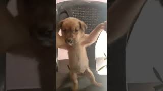 stray small puppy dance #shorts#kucingtiktok#viral#shortviral#tiktok #share#ytshorts #shortsvideo#