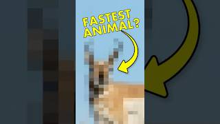 You’re wrong about the world’s fastest animal