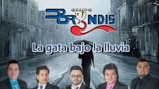 Grupo Bryndis - La gata bajo la lluvia- Video Lyrics 360°