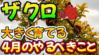 [Pomegranate] When the sprouts appear, be sure to do this! This work in April is important to mak...