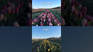 DJI Avata 2 vs. Mini 4 Pro: 4K/60fps Footage 💐 #djiavata2