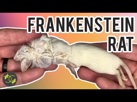 Feeding a Fussy Snake- Mice to Rats - Cookies Critters