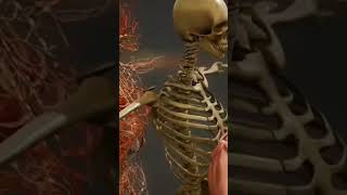 😱top 3 amazing fact about human body|#shorts #youtubeshorts #anandfacts