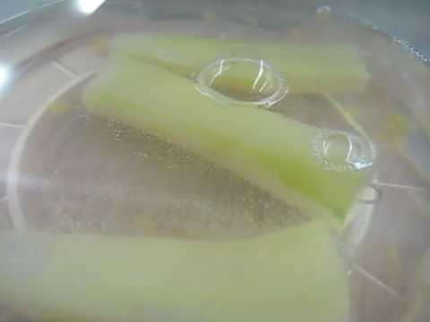 Vacuum Infused Fruit Cocktails - Cucumber Martini
