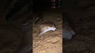 #nofakes #fishing  #wifehusbandlove #kingqueen  #stingray #bait #sandypoint #annapolismd🤵‍♂️💍❤️‍🔥