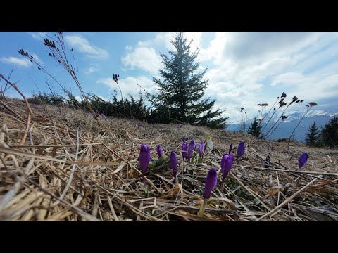 The first flowers of spring