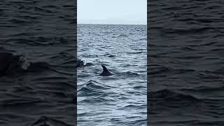 #DolphinsInOman #OmanDolphins #MarineLifeOman #OmanViews #OmanNature #ExploreOman #OmanAdventures