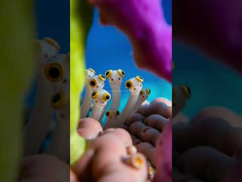 What Are These Googly-Eyed Fish Looking At?! 👀🐠 #UnderwaterShorts