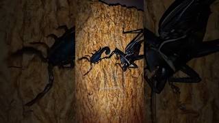 Black Scorpion ATTACKS First… But Katydid Had Other Plans! 🦂⚔️🦗 #BattleOfTheBugs