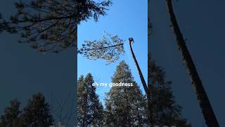 All in a days work… Norther California Arborist.