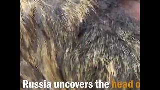 Russia uncovers 40,000 years old Wolf, preserved in ice.