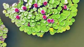 ncountering beautiful water lilies in the ancient city of #Datong
