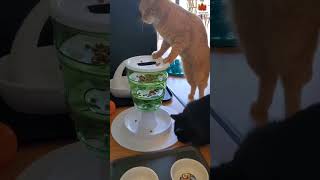 Catit Food Tree #maplepets #catit #catitindia #madeinmalaysia #catfood #cattoys #bestcatproducts