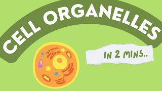 Cell organelles in 2mins!