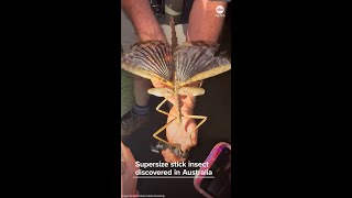 Supersize stick insect discovered in Australia