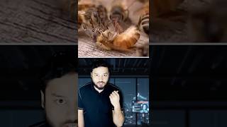 See How 19,847 Bees ‘PUNISH A Single Bee’ For Being DRUNK #shorts