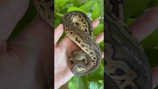 Muffin: Cinnamon Clown Het Desert Ghost #snake #ballpythonbreeder #ballpython #reptiles #snakesofig