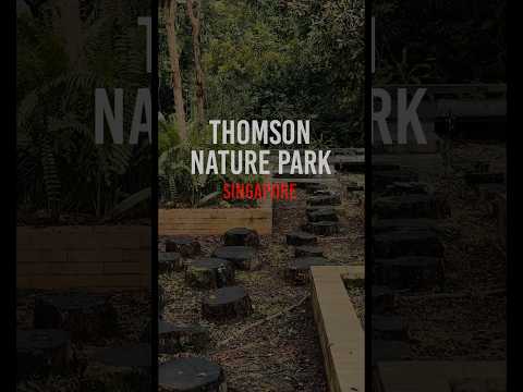 Discovering Tranquility: Exploring Thomson Nature Park #singaporenature  #ThomsonNaturePark